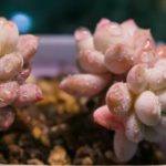 多肉彩虹糖怎么养？ 多肉彩虹糖的养殖方法和注意事项介绍