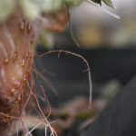 老桩多肉长气根怎么办？ 老桩多肉长气根的处理方法分享