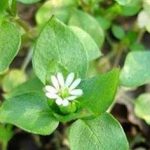 青羊参有什么副作用 青羊参有什么副作用2021详解