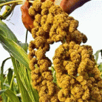 黄米的作用 黄梁米的功效与作用