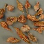 竹黄泡酒的功效 喝竹黄酒的禁忌人群