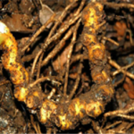 竹根七有什么药用价值 竹根七的药用价值2021