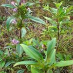 龙胆草有什么功效治什么病 龙胆草的功效与作用