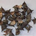 菱壳有什么作用-菱壳的功效与疗效