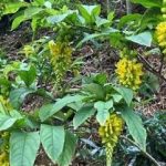 黄花倒水莲有什么功效 黄花倒水莲的功效与作用