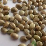 火麻仁的功效和作用 火麻仁的副作用