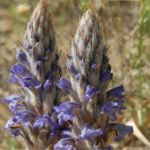 列当有什么药用价值 列当的药用价值