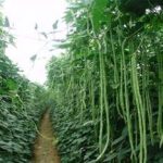 豇豆有什么营养和功效 豇豆的功效与作用