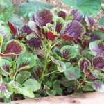 旱菜的功效与作用2021 旱菜有什么功效与作用