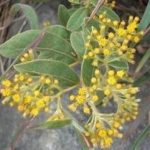 白背叶根的功效和作用 白背叶根的功效和作用及禁忌