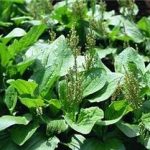 车前草煮水喝的功效 车前子对于妇科病的功效