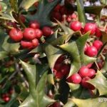 枸骨叶的功效与作用 枸骨叶的营养价值