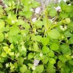 虎掌草的功效和作用 虎掌草的禁忌