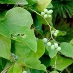 防己有什么药用作用-防己的功效与作用