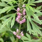 益母草的食用方法 益母草的功效与作用