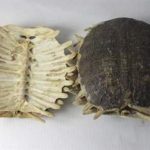 鳖甲的禁忌人群 鳖甲的禁忌配伍