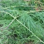 大伸筋有啥作用 大伸筋的功效与作用