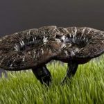 灵芝泡水的功效 灵芝的使用方法