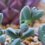 多肉长黑斑怎么补救？ 多肉长黑斑的补救方法介绍