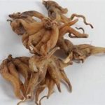 手参有什么功效 手参的功效与作用