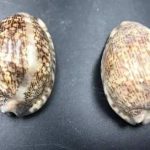 紫贝齿怎么煎 紫贝齿的煎煮方法