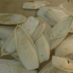 海螵蛸怎么选购-海螵蛸药用部位