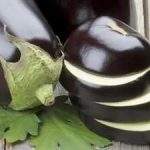 茄子的营养价值2021 茄子的食用方法