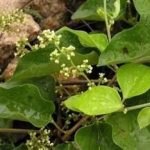 防己的禁忌症和副作用-防己的禁忌