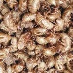 蝉蜕的禁忌 蝉蜕的禁忌人群