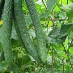 黄瓜的功效和作用 黄瓜的功效和作用及禁忌