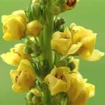 毛蕊花的用法与用量 毛蕊花的用量2021