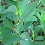 萹蓄的功效作用 萹蓄的药理作用