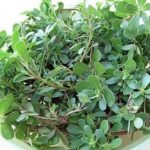 马齿苋的用量多少克 马齿苋的用法用量