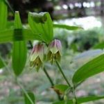 百尾笋的用量是多少克 百尾笋的用法用量