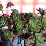 百合莉莉叶片很脏怎么处理？ 百合莉莉叶片很脏的处理方法介绍