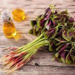 旱菜的禁忌与副作用 旱菜有哪些禁忌