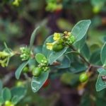 南岭荛花有什么功效 南岭荛花的功效与作用