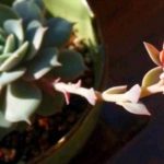 多肉开花了怎么打理？ 多肉开花了的打理方法介绍