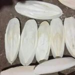 海螵蛸有补钙作用吗-海螵蛸有什么用