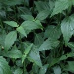 巫山淫羊藿的功效与作用是什么 巫山淫羊藿的功效与作用