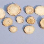 土贝母怎么吃 2021土贝母的食用方法