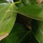 绿箩为什么发黄发蔫？绿萝发黄发蔫的原因分析