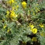 黄耆的禁忌 黄耆的功效与作用禁忌