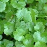 天胡荽的功效与作用及禁忌 天胡荽的禁忌人群