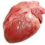 猪心的功效与作用 猪心的功效与作用是什么