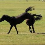 尥蹶子什么意思？ 北方方言了解一下