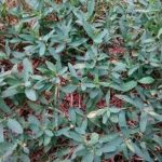 萹蓄的功效和作用 萹蓄的功效和作用及副作用