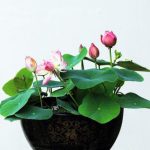 花卉养殖小课堂 碗莲盆里长一些绿色附着物怎么清理？