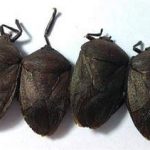 九香虫的功效和作用2021 九香虫的禁忌