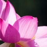 莲花的营养价值2021 莲花的食疗方法